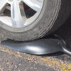 polyscoop-truck Poly Scoop Under Truck