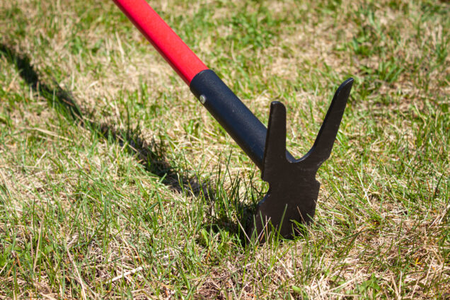 Two Prong Weeding Hoe pose