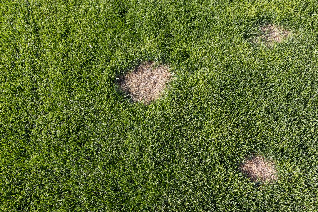 Bare grass spots
