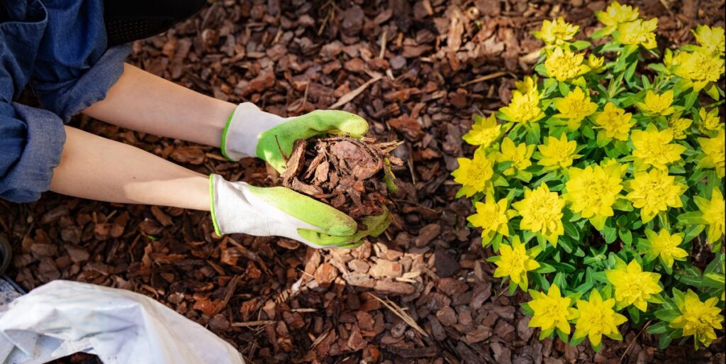 Adding mulch around plants