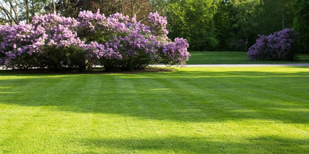 Backyard with fresh-mowed grass and plants
