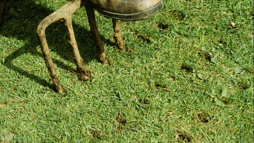 Spading fork aerating grass