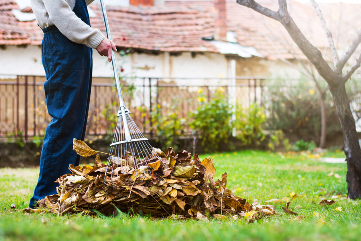 Raking leaves and twigs in backyard