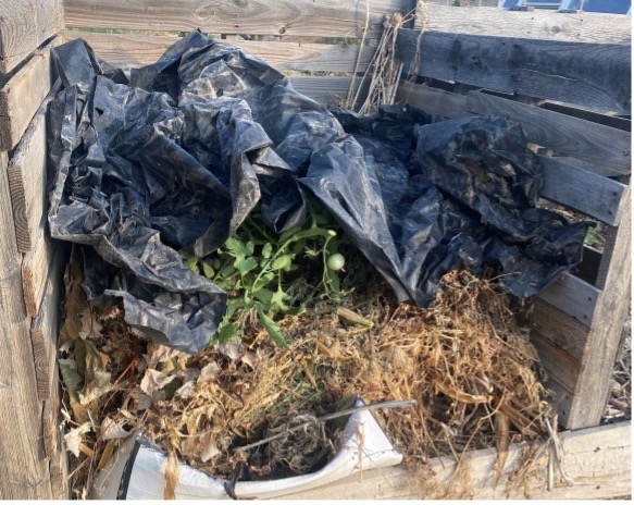 compost pile covered with tarp