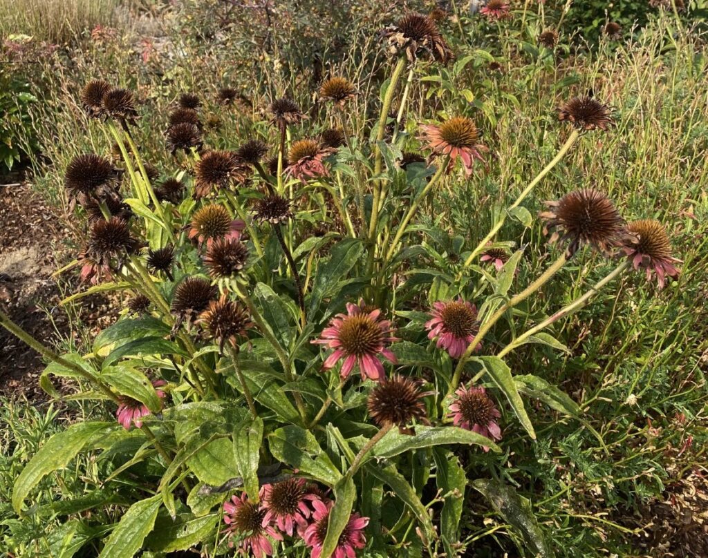 Coneflower