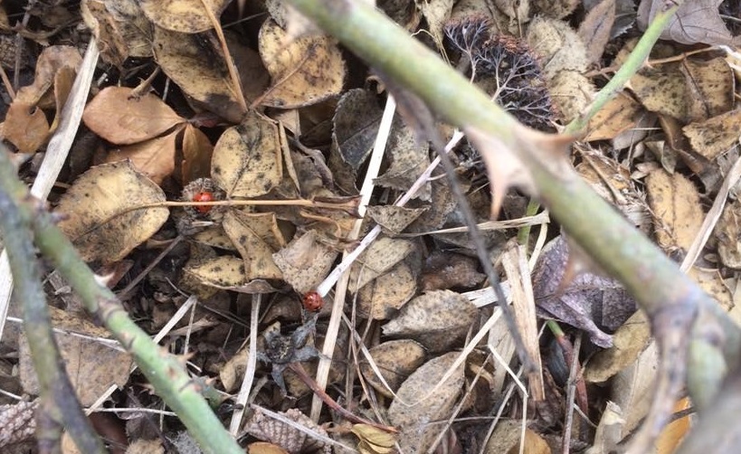Ladybugs coming out of hibernation