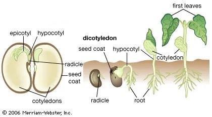 seedling graphic