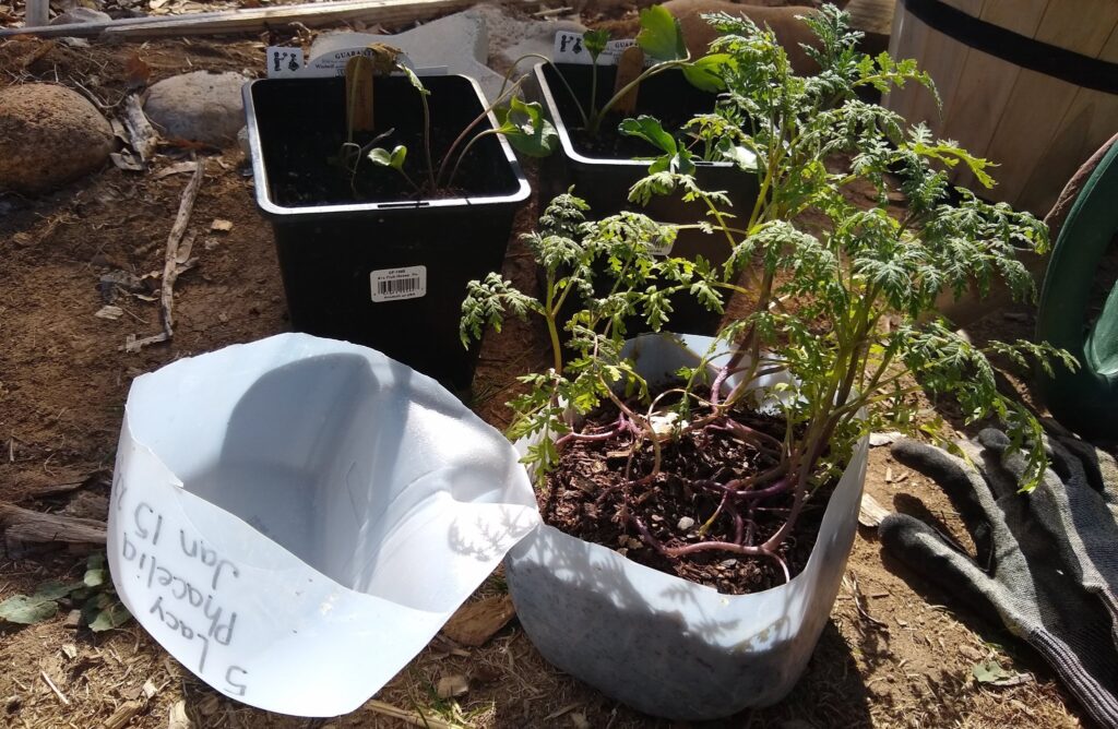 self-draining containers
