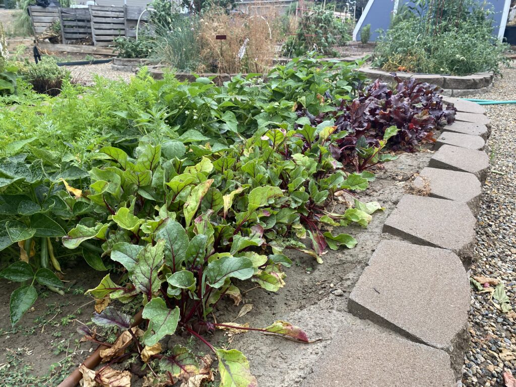 Companion plants