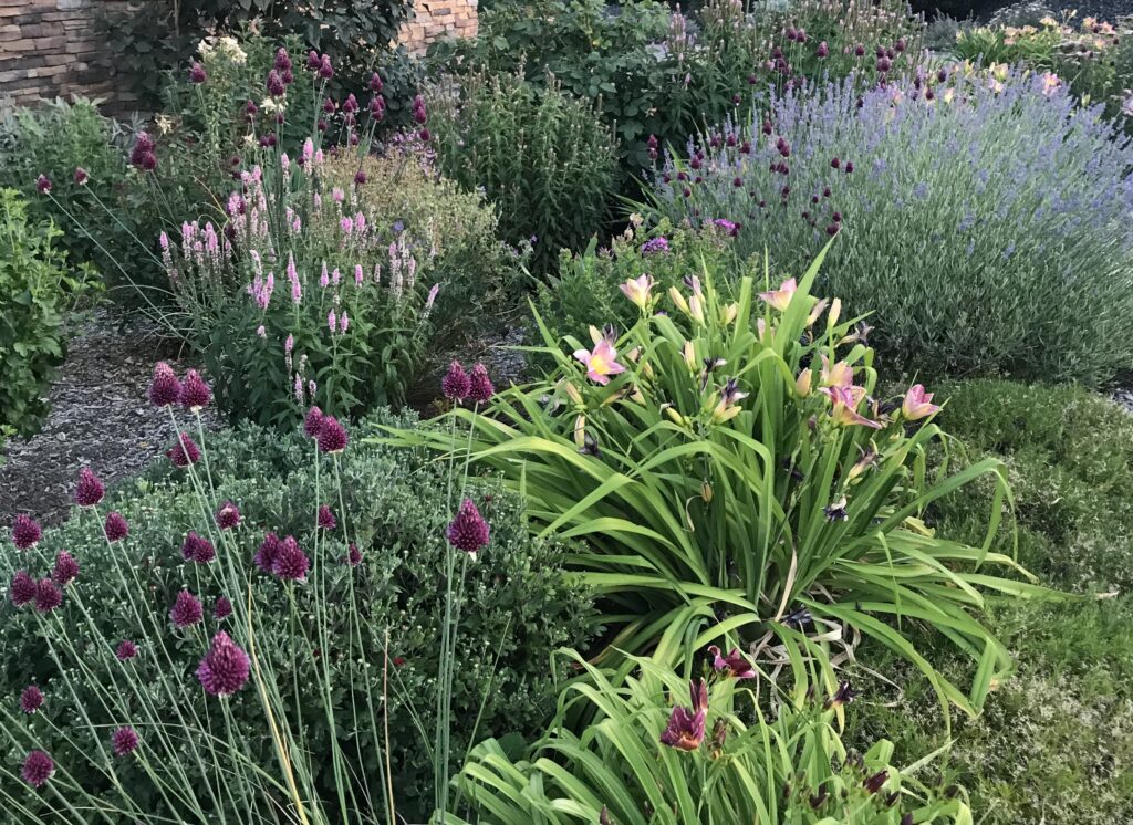 variety of garden plants