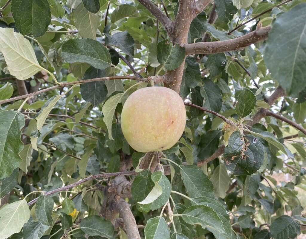 Fruiting